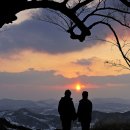 사랑나무 이미지