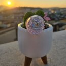 샵스마트