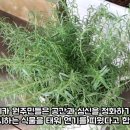 로즈마리 스머지스틱 만들기 이미지