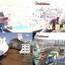 비둘기농장 이미지