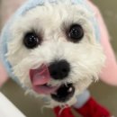 그루밍 버블리 이미지