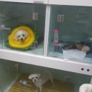 공원옆 동물병원 이미지
