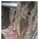 참나무에서 딴 표고 버섯 8 kg 이미지