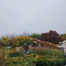 잔칫집국수국밥 | 국화향기 가득한 인천 드림파크 야생화 단지 2025 축제현장