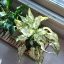 꽃을주는사람 | [후기] 들어오면 식물을 주는 식물원?! - 아산 세계꽃식물원