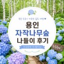 용인 자작나무숲 수국축제 솔직 후기, 남편이랑 데이트 다녀온 곳 (입장료·주차·수국 기간)