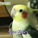 말하는앵무새