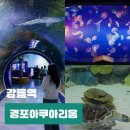 씨유강릉녹색도시점 | 강릉 뚜벅이 여행 경포아쿠아리움 실내 데이트 놀거리