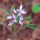 대천천1 이미지