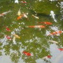 물레방아기사식당 이미지