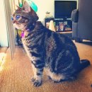 고양이는외계인 이미지