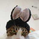 고양이 모자 이미지