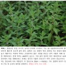 {식물탄생신화} 10. 민트의 향기, 박하 이미지