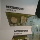 장미로30번길 | 공룡과 진품화석, 곤충, 광물이 있는 남양주 가볼만한곳 미호박물관 (미술관, 동물체험, 카페 이용후기)