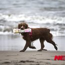 서당개 이미지
