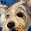 건 덴탈 이미지