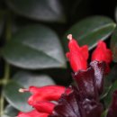 분홍의 립스틱이 아닌 빨간 립스틱의 lipstick plant...... 이미지