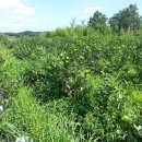 수지농장 이미지