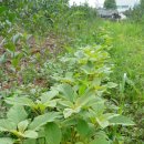 주식농장 이미지