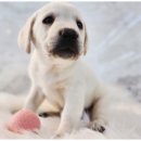 도그마루 강아지 고양이 울산점 | 울산고양이분양,믿고 맡길 수 있는 프리미엄 브랜드도그마루 강아지 고양이 울산점