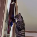 이호동물병원 이미지