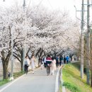조천변 벚꽃길 이미지