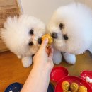 원두댕댕이 이미지