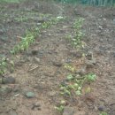 용원농장 이미지