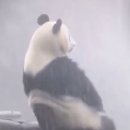 더스테 이미지