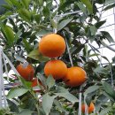 열린농장 이미지