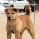 황룡켄넬 이미지