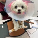 올리브동물병원 | 일산올리브동물병원:강아지디스크 침치료 후기