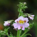 나비처럼 생긴 꽃 : Schizanthus pinnatus 일명 poorman's orchids 이미지