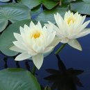 신점선생묘 이미지