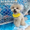 댕댕이발소 | 광주 봉선동 애견미용 댕댕이발소 말티푸 후기