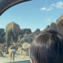 마이카샵 | 아기랑 후쿠오카 여행 | 아프리칸 사파리 방문 후기