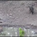 등산중 촬영한 호랑이의 멧돼지사냥~ ㅋ (구라도 적당히~~) 이미지