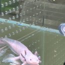 천지2농장 | 인천 송도 정브르 특수동물 엑스포 후기, 아이와 가기 좋은 곳