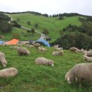 양떼목장 이미지