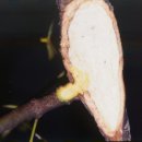 참나무 겨우살이 (사진 과 설명) 이미지