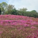 철쭉동산 이미지