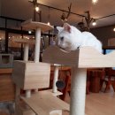 삼층고양이 이미지