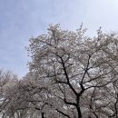 더리움한식당 | [이달의 전시] 리움미술관 티노세갈 개인전 그리고 판교 운중천 벚꽃