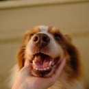 24시보듬동물병원 이미지