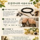 여름 길가를 노랗게 물들이는 나무, 모감주나무