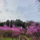 중동013 | 2026 부천 원미산 진달래축제 일정 총정리🌸 주차·꿀팁·후기까지