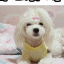 이슬여사