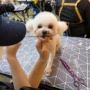 이정민애견미용학원 이미지