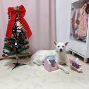 예삐네 착한 수제간식 | 대전강아지케이크 당일 주문제작 수제간식 프롬쿠키