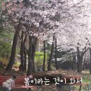 웬만해선 개들을 막을 수 없다 | #청라애견유치원 - 봄이라는 것이 와서